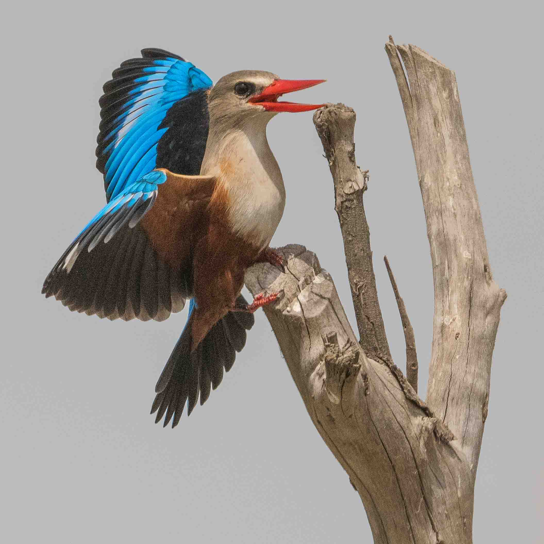 Martin-chasseur à tête grise (Grey-headed kingfisher, Halcyon leucocephala), mâle paradant, Technopôle de Pikine, Dakar, Sénégal.